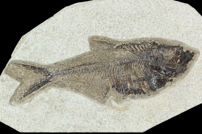 5.6" Fossil Fish (Diplomystus) - Green River Formation
